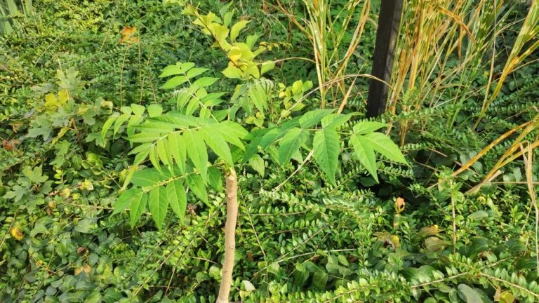 Test du téléphone Xiaomi Pocophone F1 18