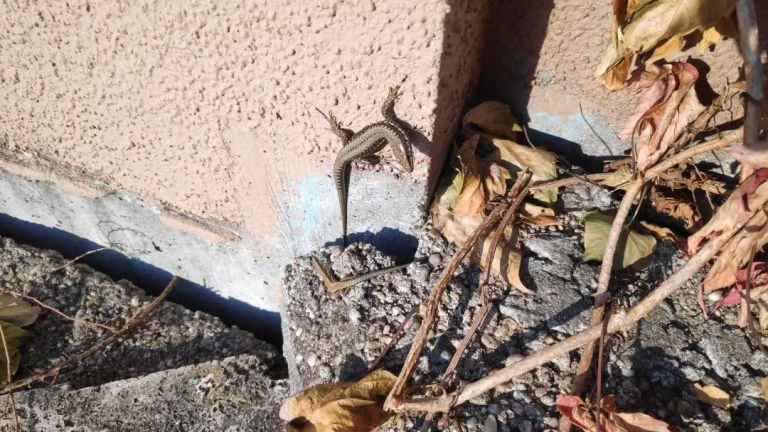 Test du téléphone Xiaomi Pocophone F1 20