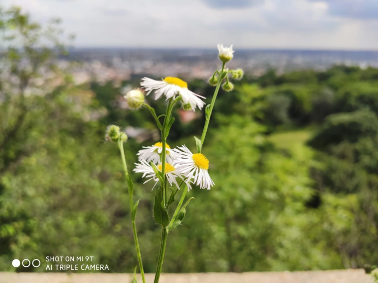 Xiaomi Mi 9T okostelefon teszt 22