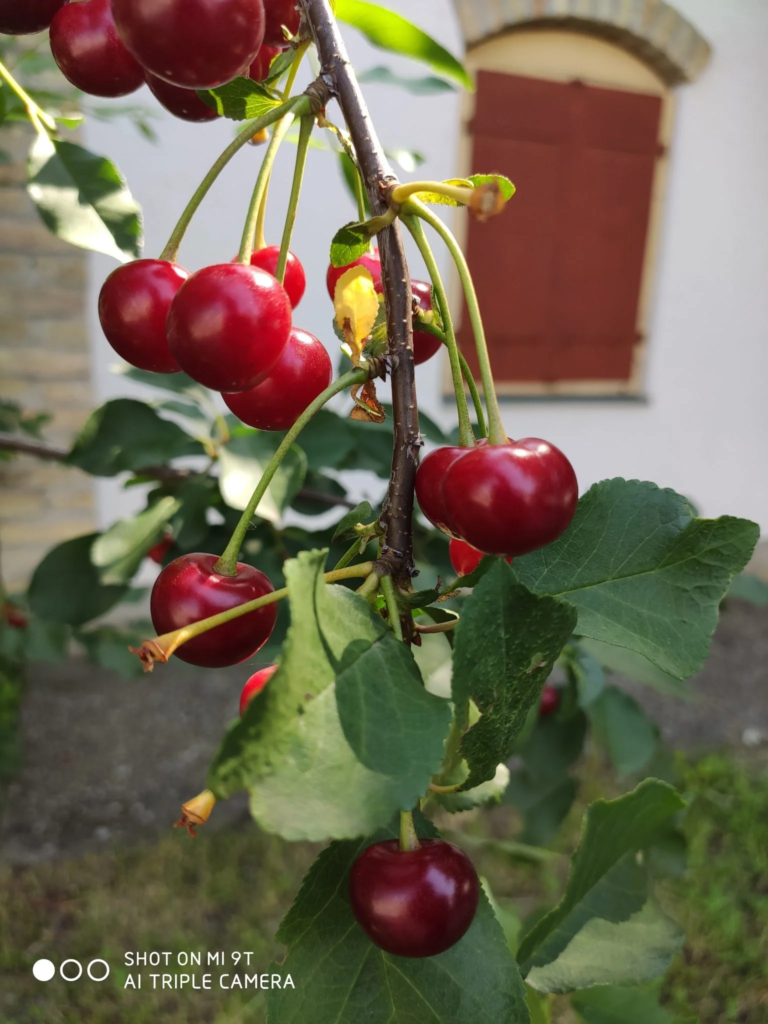 Xiaomi Mi 9T okostelefon teszt 23