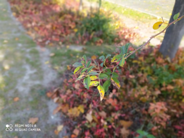 Redmi Note 8 okostelefon teszt 54