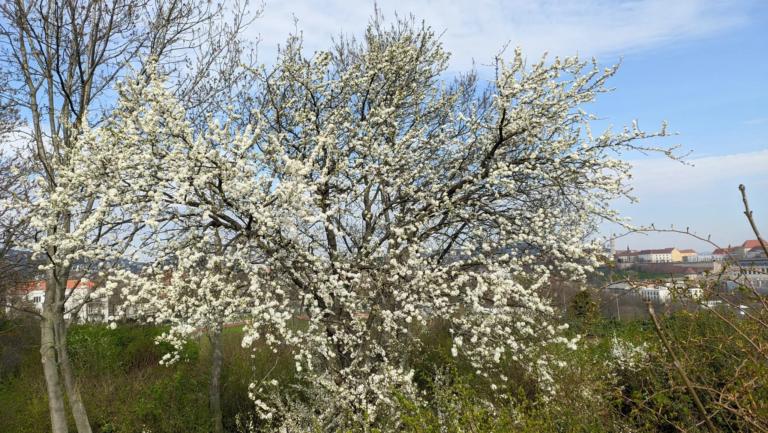 Oppo Realme 5 Pro okostelefon teszt 71