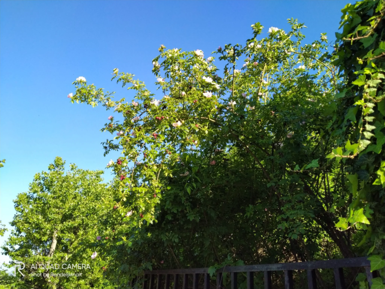 Realme 5i okostelefon teszt 51