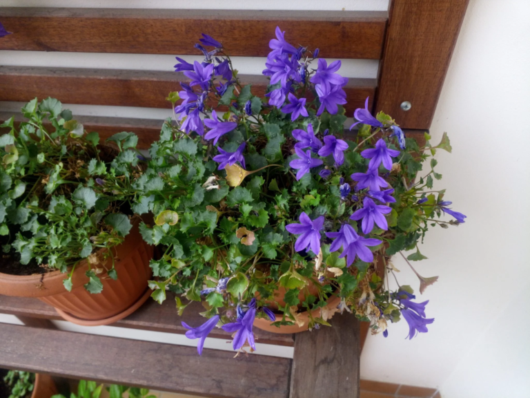 Cubot Kingkong Mini strapatelefon teszt 20