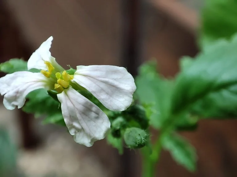 Xiaomi Poco F2 Pro okostelefon teszt 37