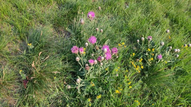 Realme X2 Pro okostelefon teszt 31