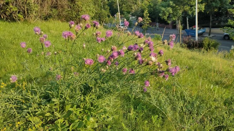 Realme X2 Pro okostelefon teszt 33