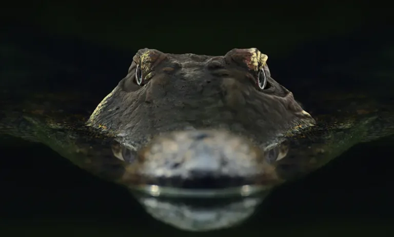 Ettől garantáltan berezelsz, ha szembe jön veled 2