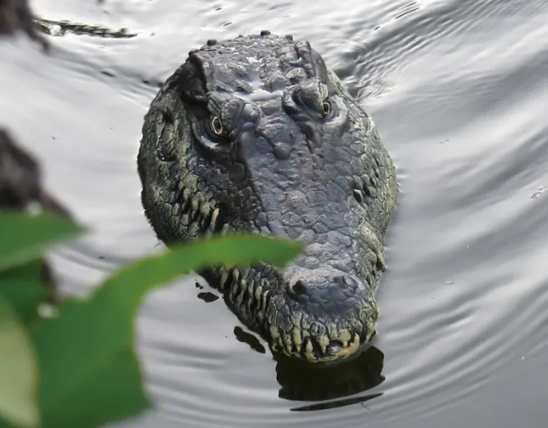 Ettől garantáltan berezelsz, ha szembe jön veled 5