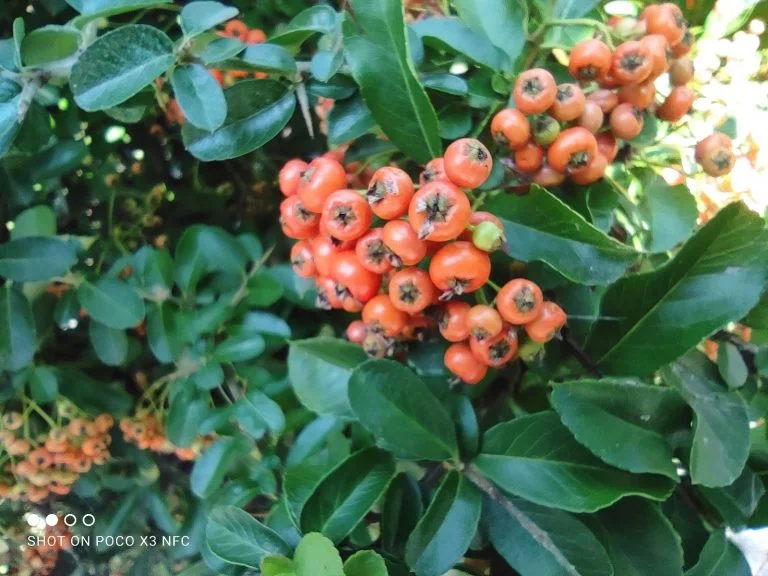 Poco X3 NFC smartphone test 44