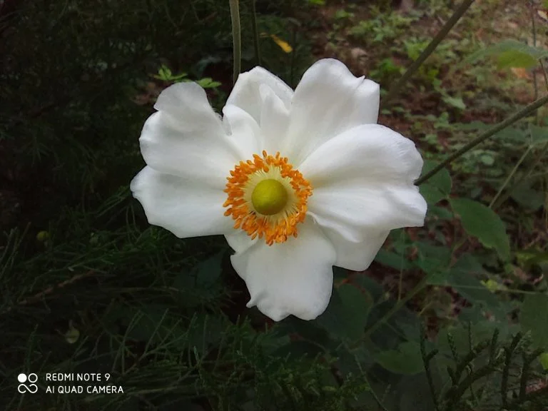 Redmi Note 9 okostelefon teszt 28