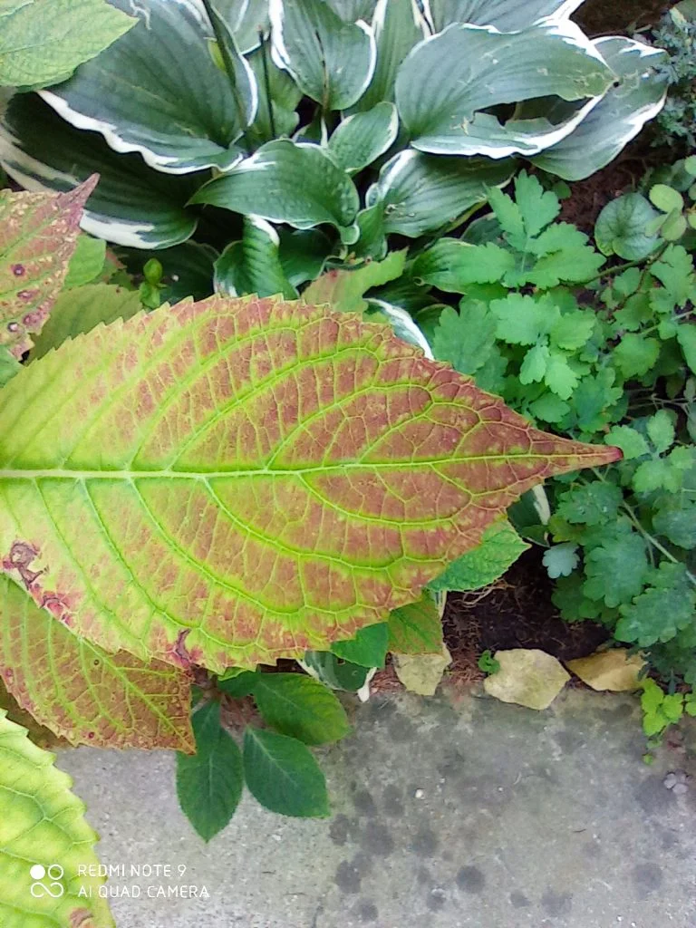 Redmi Note 9 okostelefon teszt 29
