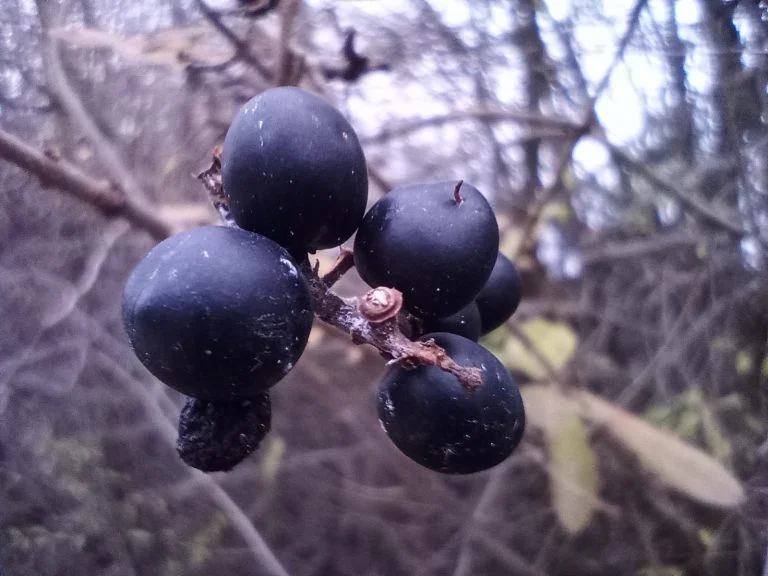 Oukitel C21 okostelefon teszt 29