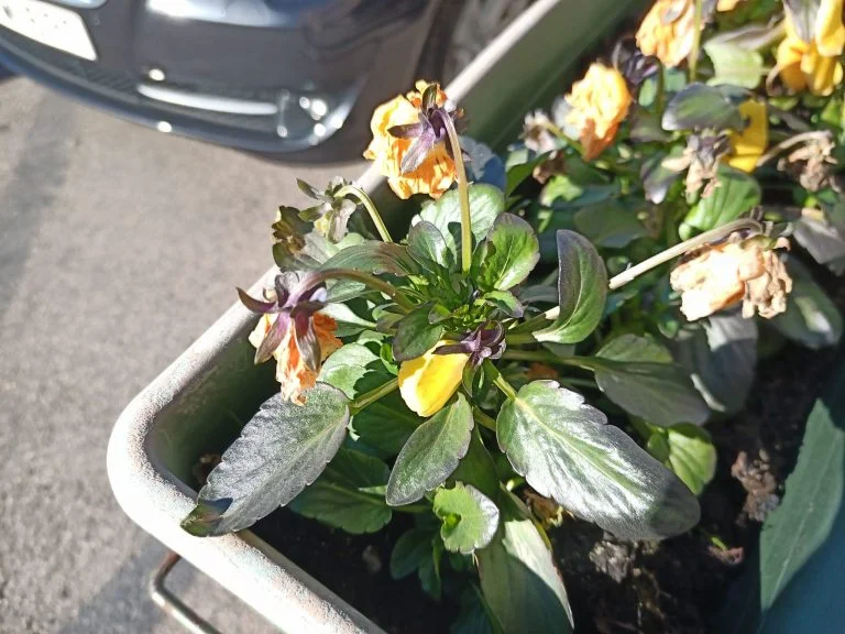 Umidigi Bison strapatelefon teszt 31