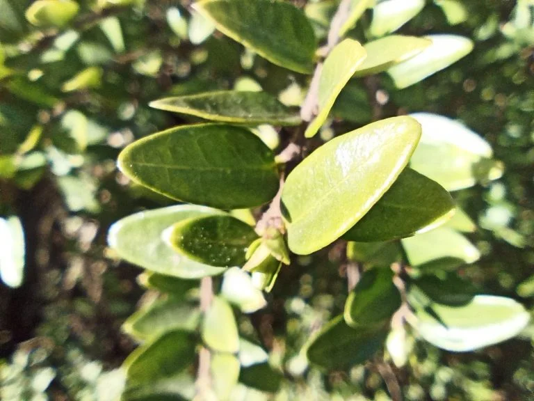 Umidigi Bison strapatelefon teszt 38