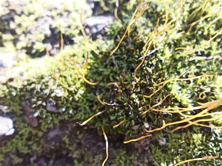 Umidigi Bison strapatelefon teszt 43