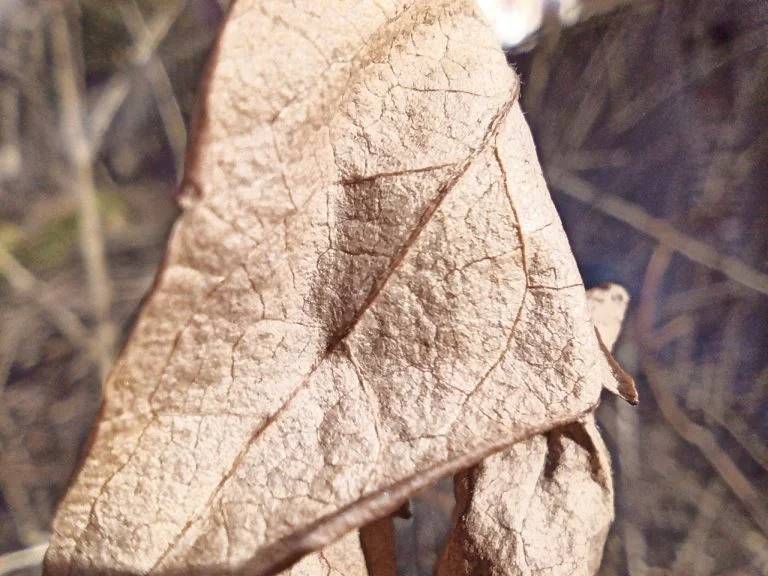 Umidigi Bison strapatelefon teszt 44