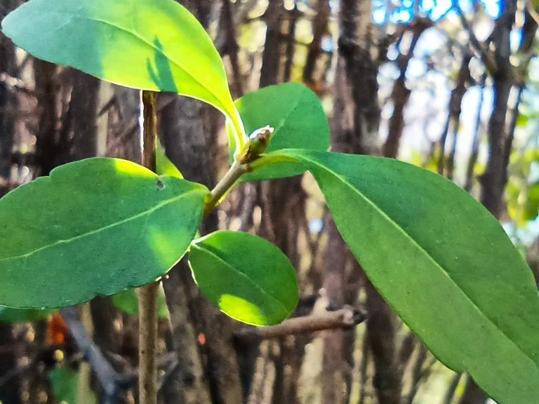 Xiaomi Redmi Note 9T okostelefon teszt 61