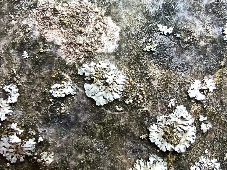 Xiaomi Redmi Note 9T okostelefon teszt 64