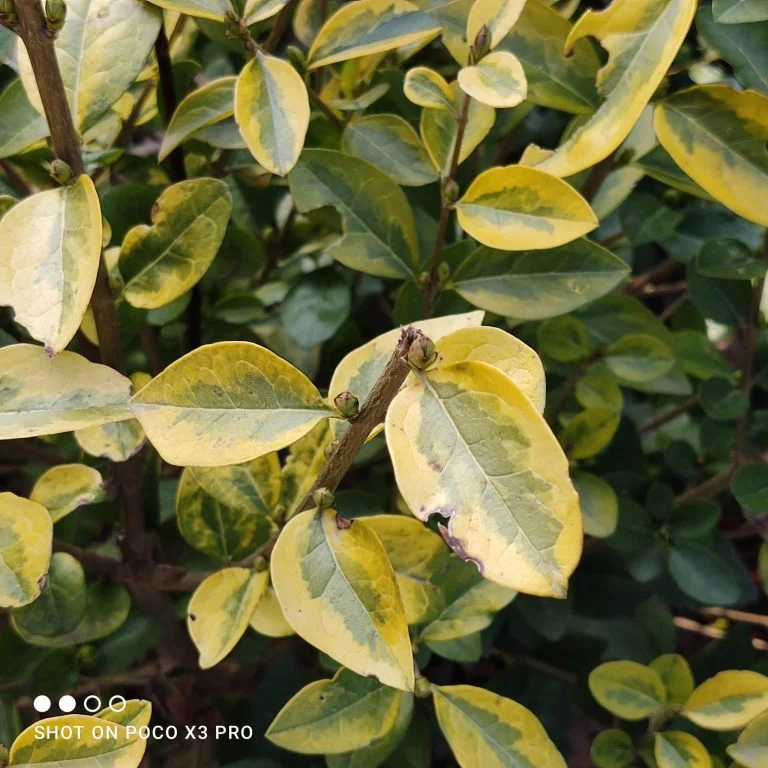 Prueba 3 del teléfono inteligente Poco X43 Pro