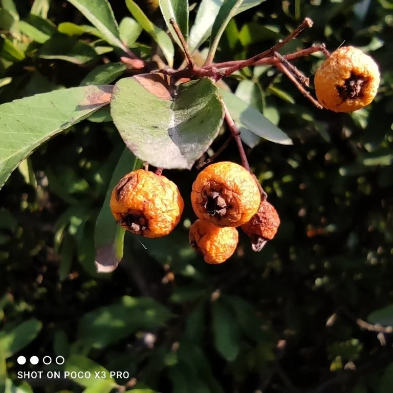 Prueba 3 del teléfono inteligente Poco X45 Pro