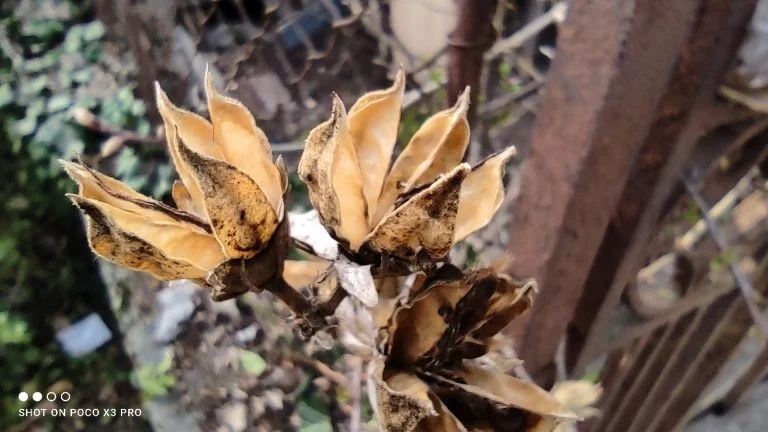 Prueba 3 del teléfono inteligente Poco X46 Pro