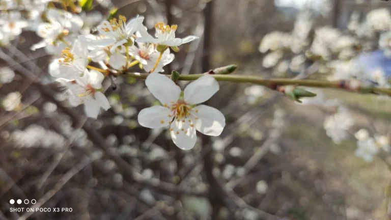 Prueba 3 del teléfono inteligente Poco X49 Pro