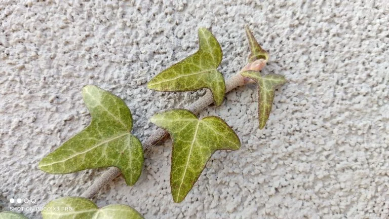 Prueba 3 del teléfono inteligente Poco X50 Pro