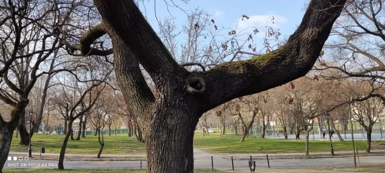 Prueba 3 del teléfono inteligente Poco X88 Pro