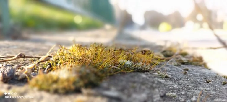 Prueba 3 del teléfono inteligente Poco X97 Pro