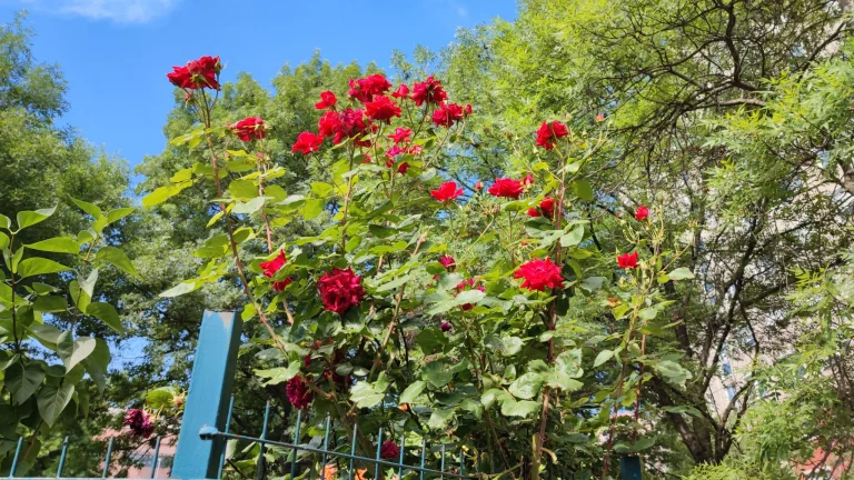 Xiaomi Mi 11i okostelefon teszt 48