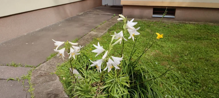 Xiaomi Mi 11i okostelefon teszt 68