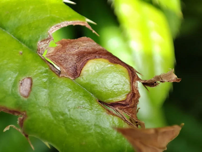 Xiaomi Mi 11i okostelefon teszt 70