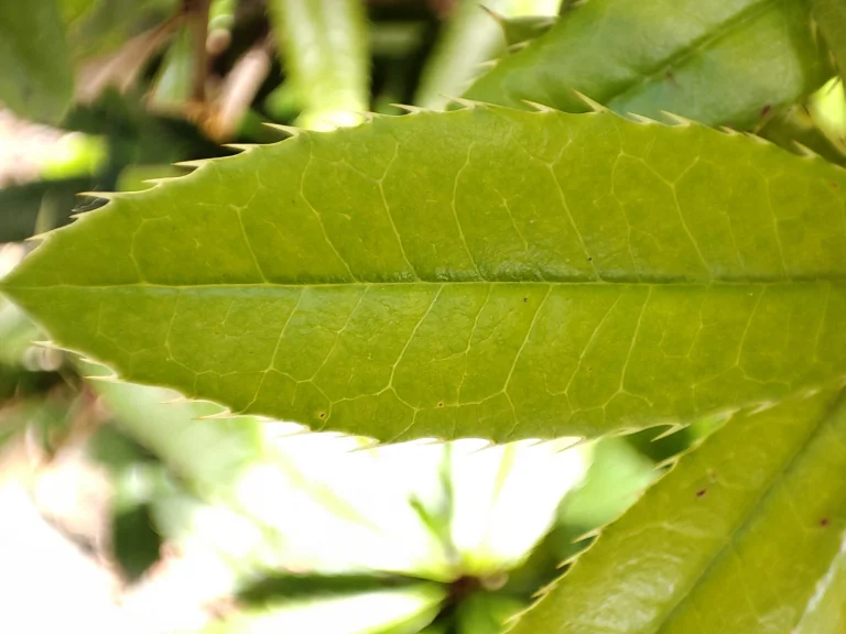 Xiaomi Mi 11i okostelefon teszt 71