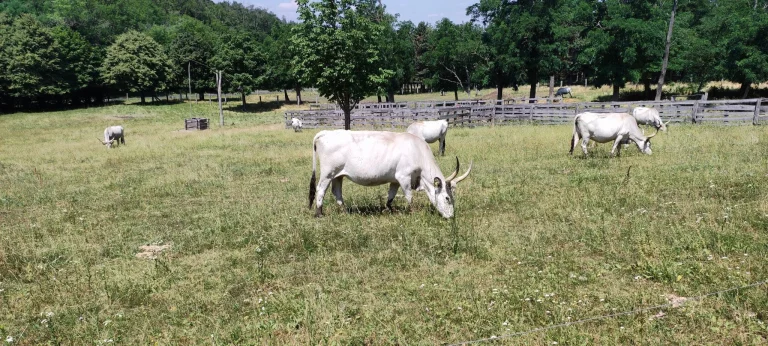 Xiaomi Mi 11 Lite okostelefon teszt 72