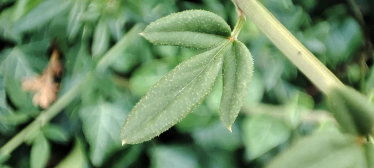 Xiaomi Mi 11 Lite okostelefon teszt 82