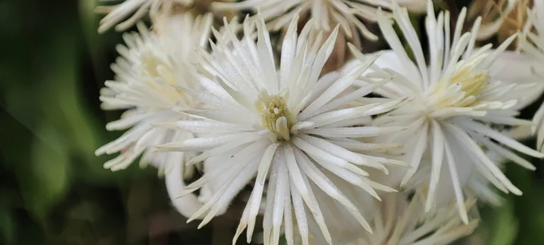 Xiaomi Mi 11 Lite okostelefon teszt 84