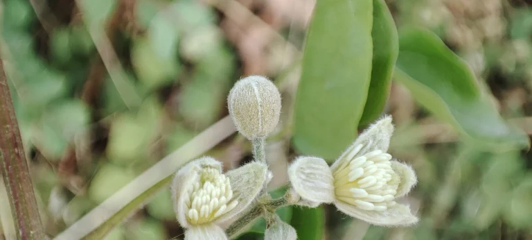 Xiaomi Mi 11 Lite okostelefon teszt 85