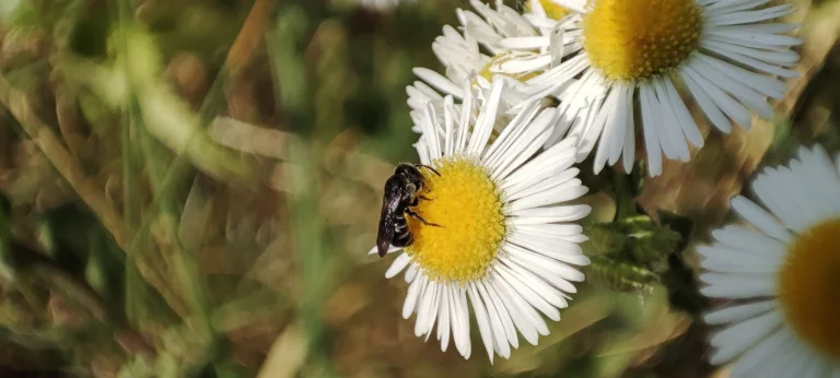 Xiaomi Mi 11 Lite okostelefon teszt 87