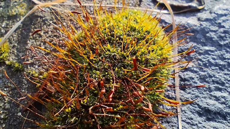 Redmi Note 11 okostelefon teszt 66