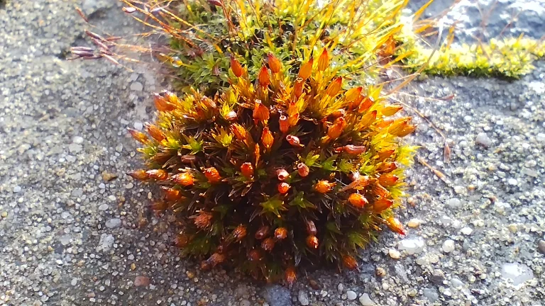 Redmi Note 11 okostelefon teszt 67