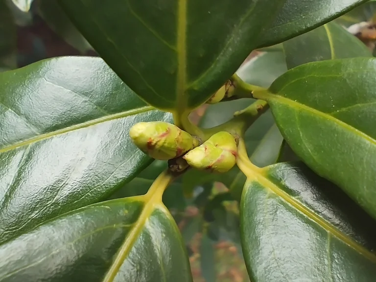 Redmi Note 11 okostelefon teszt 69