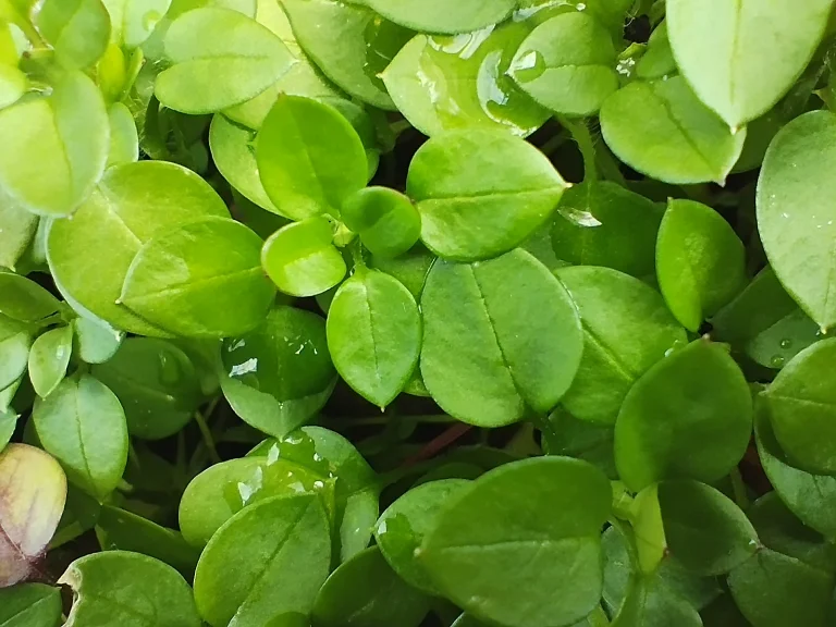 Redmi Note 11 okostelefon teszt 70