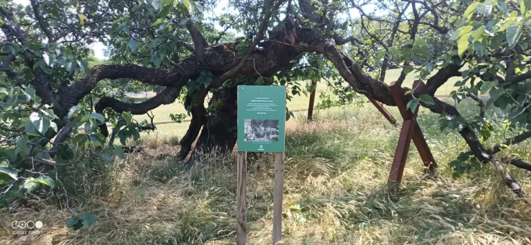 Doogee S98 rugged phone test 50