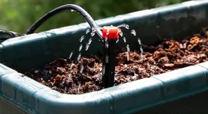 Nem szomjaznak a növények a csepegtetőrendszerrel