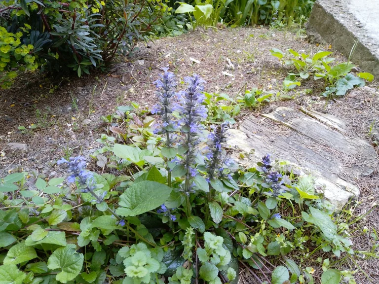 Prueba 15 de la tableta Blackview Tab 37 Pro