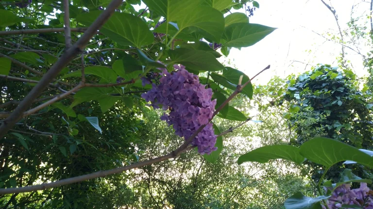 Prueba 15 de la tableta Blackview Tab 39 Pro