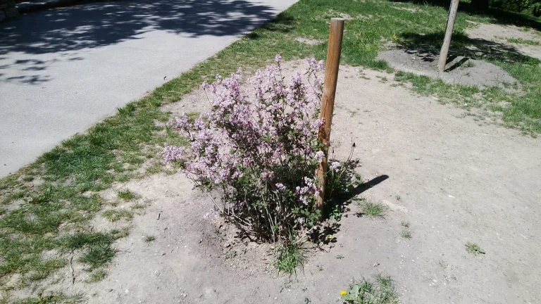 Prueba 15 de la tableta Blackview Tab 55 Pro