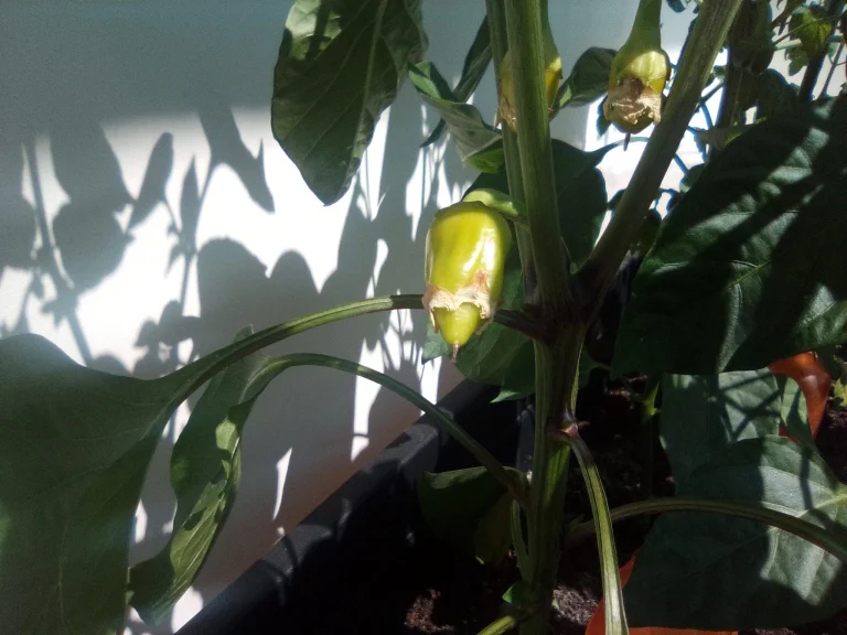 Alldocube iPlay 50 Mini tablet teszt 38