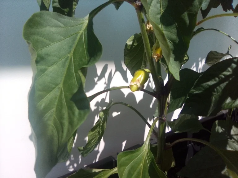 Alldocube iPlay 50 Mini tablet teszt 39